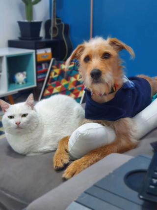 Illustration de l'article : En preuve de respect, ce chiot offre ses friandises au chat le plus âgé du foyer où il vit 