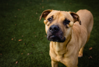 Illustration de l'article : L’apparence ne définit pas le cœur : c’est ce que nous prouve Dutchess, une chienne au physique différent, rejetée par les adoptants 