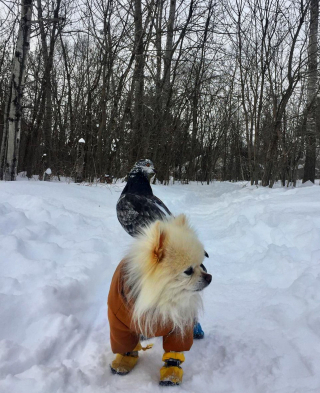 Illustration de l'article : Ce joli trio nous prouve que les chiens, les pigeons et les humains peuvent parfaitement devenir amis