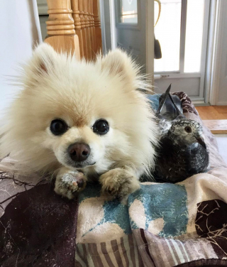 Illustration de l'article : Ce joli trio nous prouve que les chiens, les pigeons et les humains peuvent parfaitement devenir amis