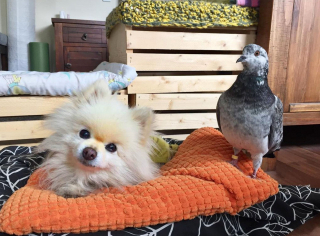 Illustration de l'article : Ce joli trio nous prouve que les chiens, les pigeons et les humains peuvent parfaitement devenir amis