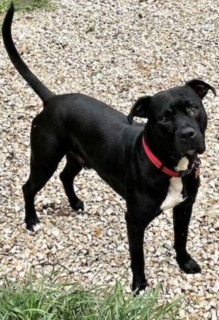 Illustration de l'article : Alert&eacute;e par ses chiens, une femme porte secours &agrave; un jeune Pitbull abandonn&eacute; dans une caisse