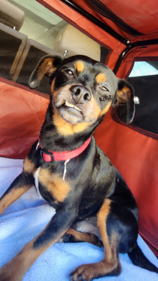 Illustration de l'article : Un homme dont le chien bienaimé s’est enfui pendant qu’il était dans le coma retrouve sa trace grâce aux réseaux sociaux (vidéo)