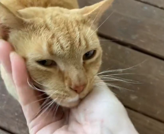 Illustration de l'article : En emménageant dans sa nouvelle maison, ce couple ne s’attendait pas à trouver un chien cruellement abandonné dans le jardin (vidéo)