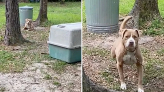 Illustration de l'article : En emménageant dans sa nouvelle maison, ce couple ne s’attendait pas à trouver un chien cruellement abandonné dans le jardin (vidéo)