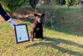 Illustration de l'article : Cette chienne s’est transformée en héro en portant secours à un homme, pris d’un malaise pendant sa séance d’équitation