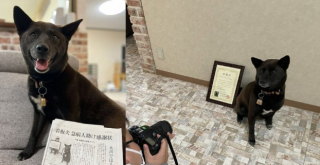 Illustration de l'article : Cette chienne s’est transformée en héro en portant secours à un homme, pris d’un malaise pendant sa séance d’équitation