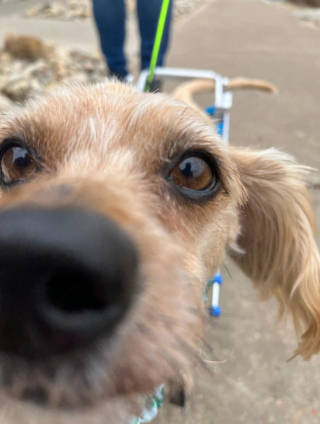 Illustration de l'article : Grâce aux bénévoles dévoués d’un refuge, ce petit croisé Teckel, handicapé de l’arrière-train, a vu sa vie changer du tout au tout (vidéo)