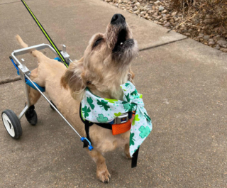 Illustration de l'article : Grâce aux bénévoles dévoués d’un refuge, ce petit croisé Teckel, handicapé de l’arrière-train, a vu sa vie changer du tout au tout (vidéo)