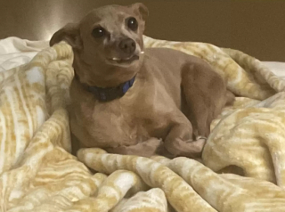 Illustration de l'article : La transformation de Caesar, le chien sénior rejeté par ses maîtres après 10 ans de loyauté