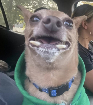 Illustration de l'article : La transformation de Caesar, le chien sénior rejeté par ses maîtres après 10 ans de loyauté