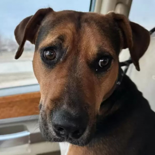 Illustration de l'article : La découverte surprenante d’une bénévole, qui a suivi une chienne errante souhaitant lui montrer quelque chose