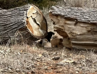 Illustration de l'article : La découverte surprenante d’une bénévole, qui a suivi une chienne errante souhaitant lui montrer quelque chose