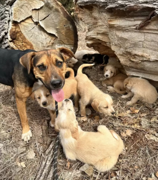 Illustration de l'article : La découverte surprenante d’une bénévole, qui a suivi une chienne errante souhaitant lui montrer quelque chose