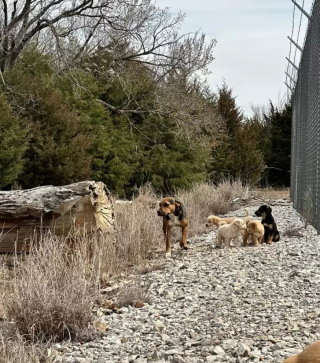 Illustration de l'article : La découverte surprenante d’une bénévole, qui a suivi une chienne errante souhaitant lui montrer quelque chose