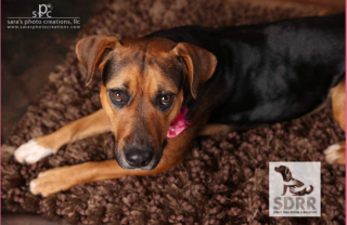 Illustration de l'article : La découverte surprenante d’une bénévole, qui a suivi une chienne errante souhaitant lui montrer quelque chose