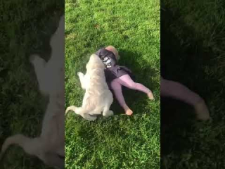 Illustration de l'article : Quand Ivy, la maman-chien donne à sa famille humaine plus qu'un simple animal de compagnie