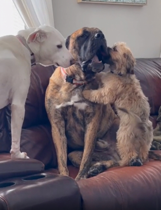 Illustration de l'article : Après 4 abandons consécutifs, ce chien rencontre enfin le maître qui comprend et respecte ses besoins