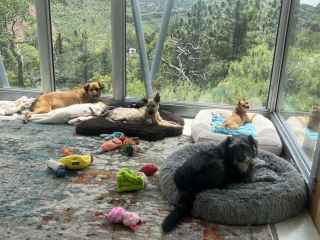 Illustration de l'article : Un concours de circonstances permet à la directrice d’un refuge de croiser la route d’un chien errant