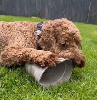 Illustration de l'article : Déterminé à rester dehors, ce chien facétieux utilise une ruse digne des plus grands acteurs (vidéo)