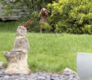 Illustration de l'article : Déterminé à rester dehors, ce chien facétieux utilise une ruse digne des plus grands acteurs (vidéo)