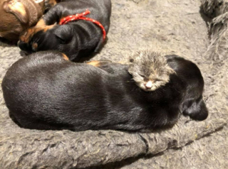 Illustration de l'article : Ruby, la Doberman jeune maman de 6 chiots, n’a pas hésité un instant à adopter un nouveau-né de plus (vidéo)