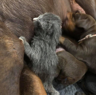 Illustration de l'article : Ruby, la Doberman jeune maman de 6 chiots, n’a pas hésité un instant à adopter un nouveau-né de plus (vidéo)