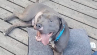 Illustration de l'article : Apr&egrave;s un appel &agrave; l&rsquo;adoption urgent, ce refuge pour animaux b&eacute;n&eacute;ficie d&rsquo;une mobilisation sans pr&eacute;c&eacute;dent (vid&eacute;o)