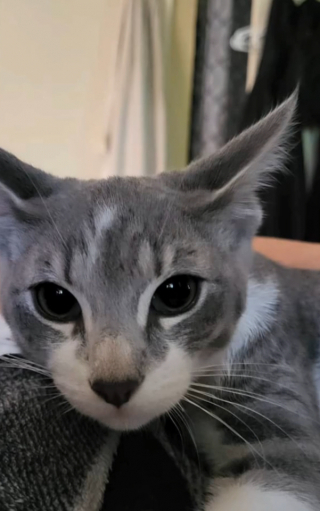 Illustration de l'article : Apr&egrave;s un appel &agrave; l&rsquo;adoption urgent, ce refuge pour animaux b&eacute;n&eacute;ficie d&rsquo;une mobilisation sans pr&eacute;c&eacute;dent (vid&eacute;o)