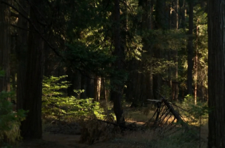 Illustration de l'article : Ce Border Collie a sauvé la vie de son maître, en menant les sauveteurs tout droit auprès de lui (vidéo)