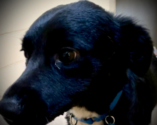 Illustration de l'article : Ce Border Collie a sauvé la vie de son maître, en menant les sauveteurs tout droit auprès de lui (vidéo)