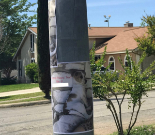 Illustration de l'article : En suivant son instinct, ce chiot abandonné a couru droit vers la famille de ses rêves