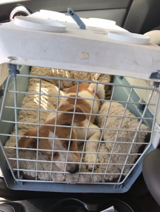 Illustration de l'article : En suivant son instinct, ce chiot abandonné a couru droit vers la famille de ses rêves