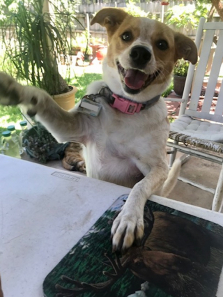 Illustration de l'article : En suivant son instinct, ce chiot abandonn&eacute; a couru droit vers la famille de ses r&ecirc;ves