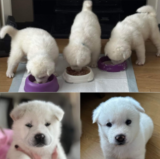 Illustration de l'article : Une femme récupère 9 chiots distribués au hasard à des passants pour tenter de leur offrir une vie meilleure