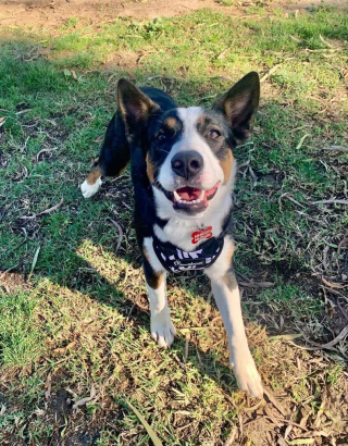 Illustration de l'article : Pensant avoir croisé la route d’un ours, cette randonneuse découvre en réalité un chien perdu