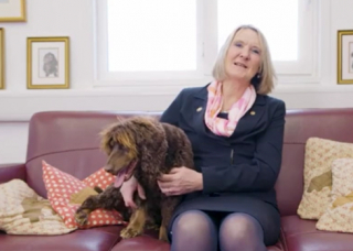 Illustration de l'article : Découvrez Asher, un chien aux besoins spécifiques doté d’un don unique