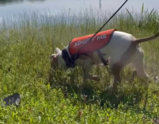 Illustration de l'article : Rencontrez Aramis, un chien de refuge en quête d'amour qui attend depuis 165 jours