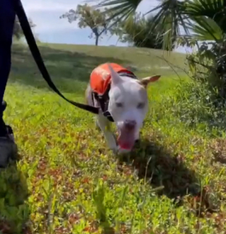 Illustration de l'article : Rencontrez Aramis, un chien de refuge en quête d'amour qui attend depuis 165 jours