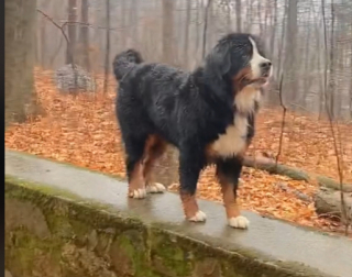 Illustration de l'article : Découvrez la passion étonnante de cette chienne qui adore se rouler dans la boue au grand désespoir de son maître