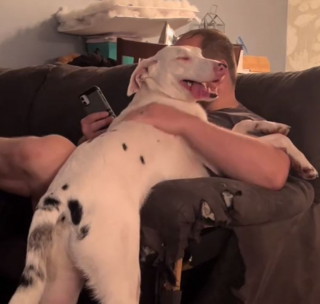 Illustration de l'article : Lorsque son maître rentre à la maison, ce chien sourd et aveugle a une touchante réaction (vidéo)