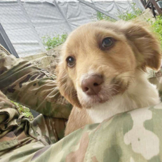 Illustration de l'article : Grâce à l’aide d’une association, ces 3 chiots pourront bientôt entamer une nouvelle vie auprès des militaires qui les ont recueillis