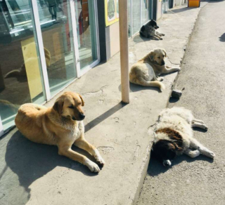 Illustration de l'article : Chaque jour, cette amoureuse des animaux éclaire la journée des chiens errants du quartier où elle travaille avec lesquels elle s’est liée d’amitié (vidéo)