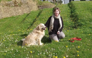 Illustration de l'article : Cette Golden Retriever séniore revit, grâce à un chauffeur de taxi amoureux des animaux, qui l’emmène chaque semaine à la plage