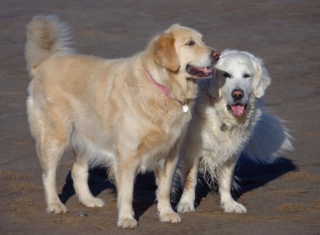 Illustration de l'article : Cette Golden Retriever séniore revit, grâce à un chauffeur de taxi amoureux des animaux, qui l’emmène chaque semaine à la plage
