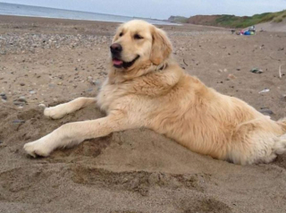 Illustration de l'article : Cette Golden Retriever séniore revit, grâce à un chauffeur de taxi amoureux des animaux, qui l’emmène chaque semaine à la plage