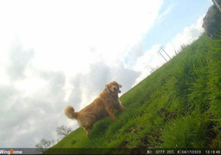 Illustration de l'article : Déstabilisé par son abandon, ce Golden Retriever parcourt plus de 60 kilomètres, afin de retrouver son ancienne maison