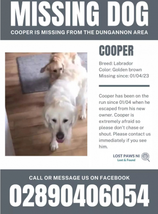 Illustration de l'article : D&eacute;stabilis&eacute; par son abandon, ce Golden Retriever parcourt plus de 60 kilom&egrave;tres, afin de retrouver son ancienne maison