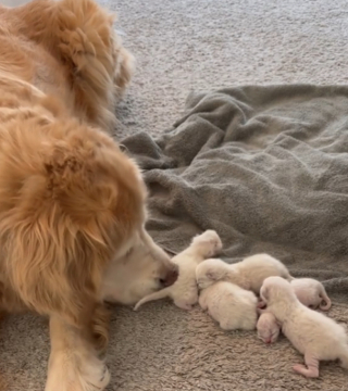 Illustration de l'article : Cette Golden Retriever s&eacute;niore prend son r&ocirc;le de nounou pour chatons tr&egrave;s &agrave; c&oelig;ur (vid&eacute;o)
