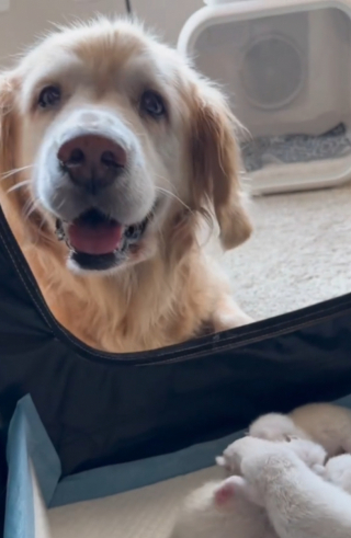 Illustration de l'article : Cette Golden Retriever s&eacute;niore prend son r&ocirc;le de nounou pour chatons tr&egrave;s &agrave; c&oelig;ur (vid&eacute;o)